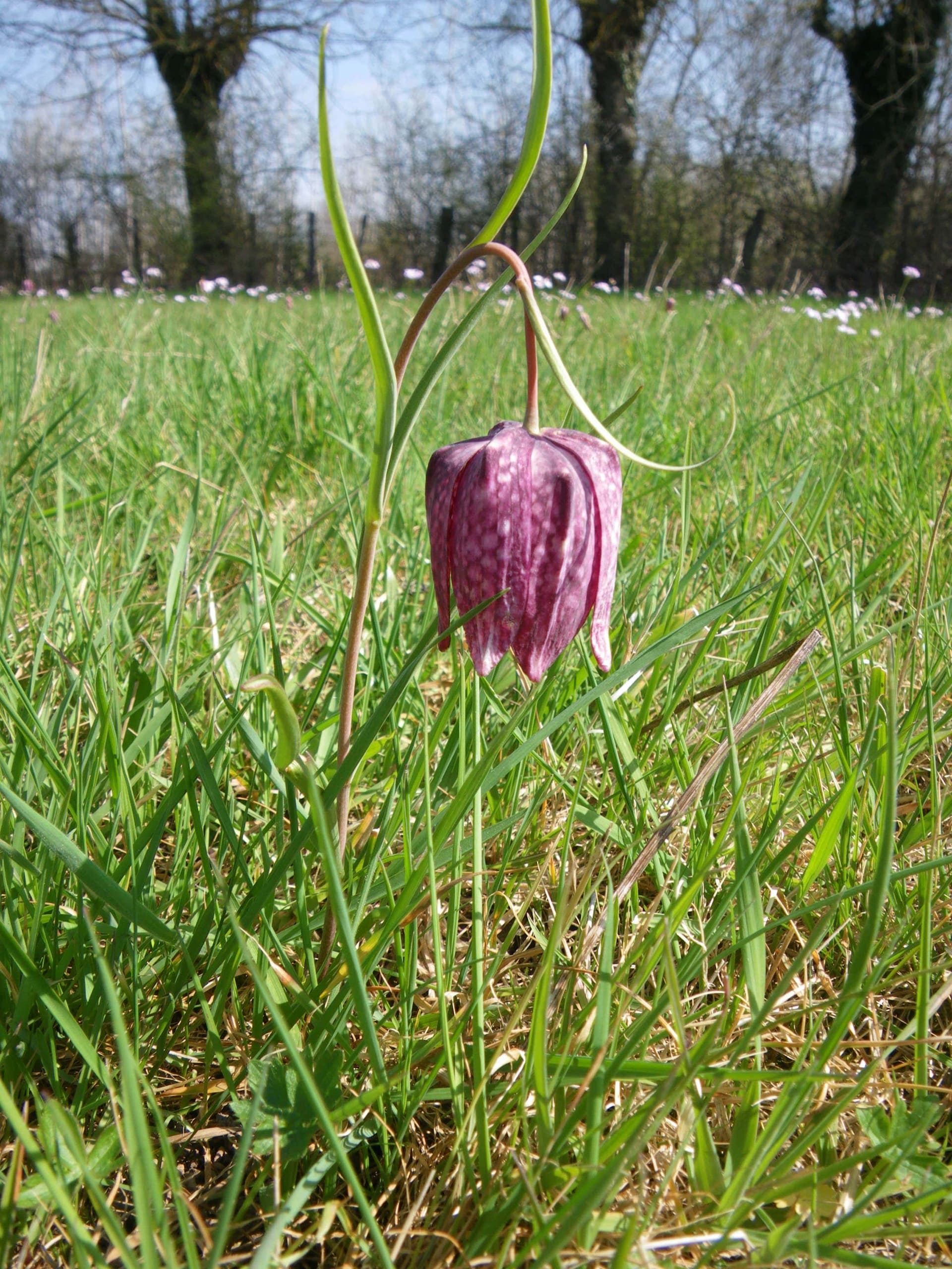 Une espèce emblématique des prairies de la Basse Veyle : la Fritilaire Pintade