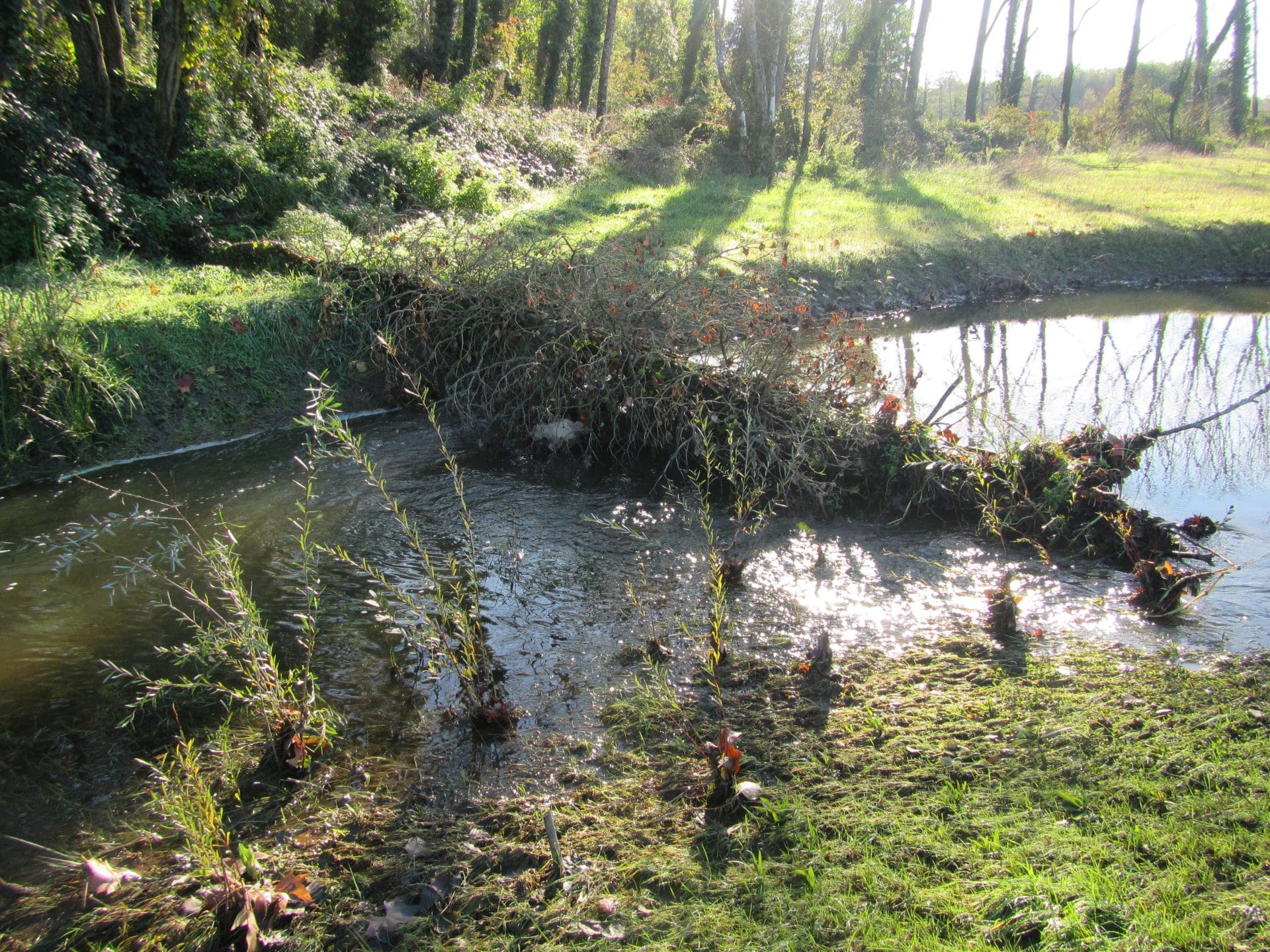 Apparition de premiers phénomènes d'adaptation morphologique du nouveau cours d'eau (11/2023)