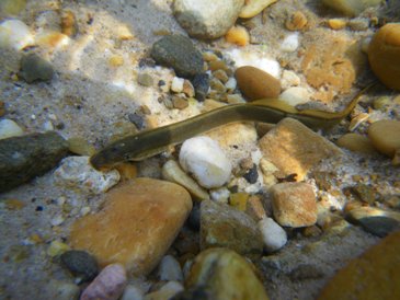 La Lamproie de planer, espèce bio-indicatrice d'un milieu fragile et préservé