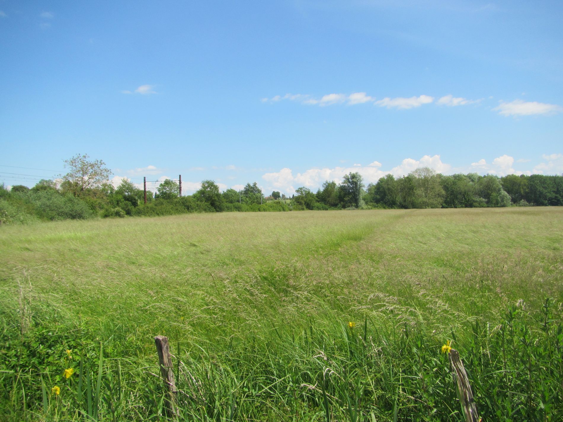 Prairie mature prête à être récoltée - SMVV