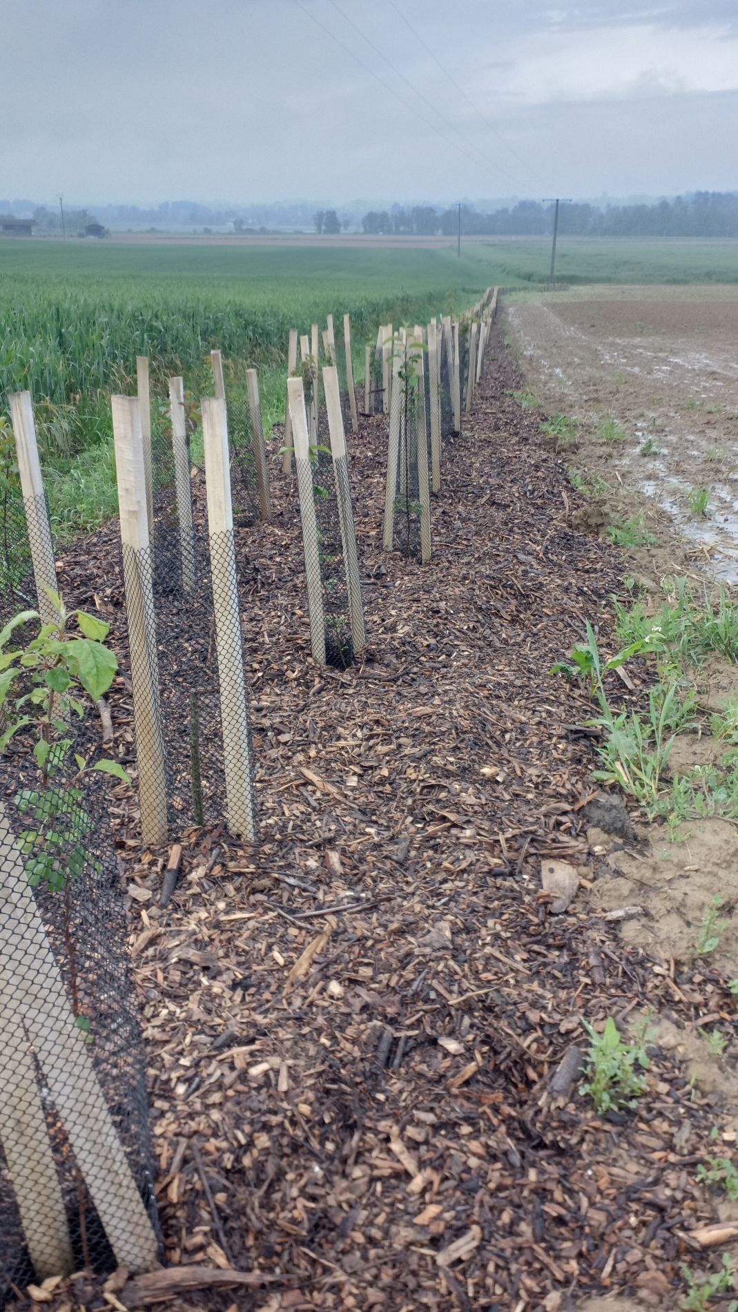 Plantation de haies - SRDCBS