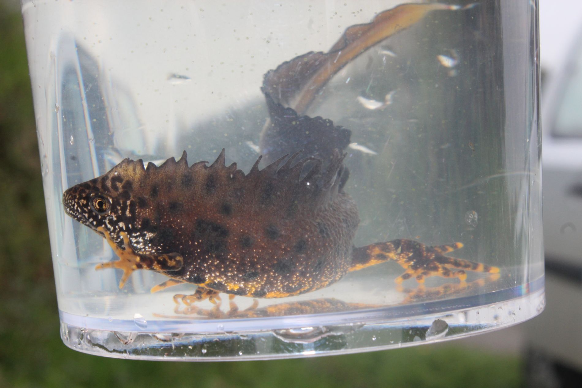 Le Triton crêté (Triturus cristatus) – Lisa PUTEY