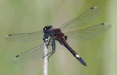La Leurcorrhine à gros thorax (Leucorrhinia pectoralis) - CCD