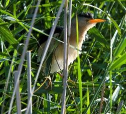 Le blongios Nain (Botaurus minutus) - CCD