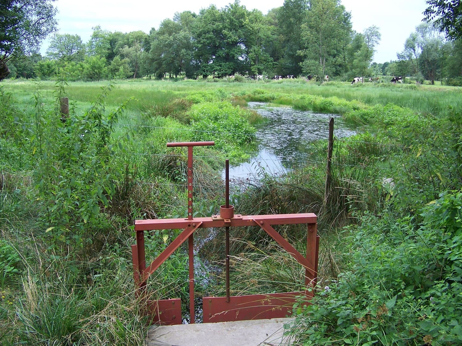 Aménagement d'une frayère à brochet à Vonnas