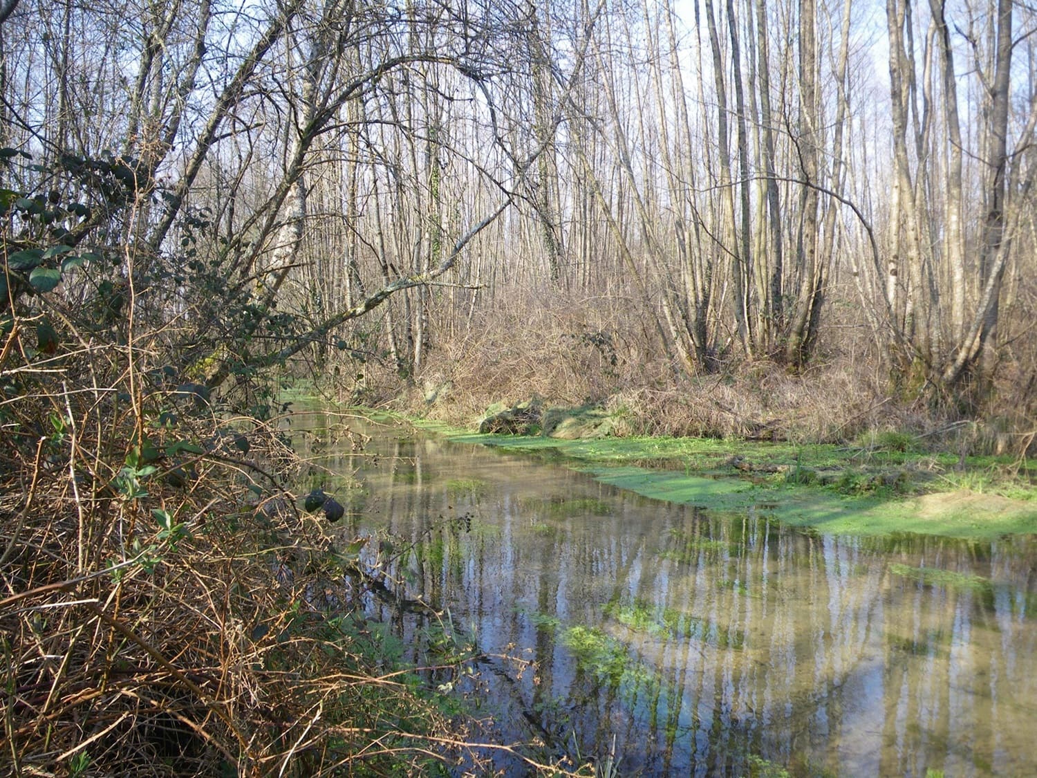 Les marais et zones de résurgence phréatiques