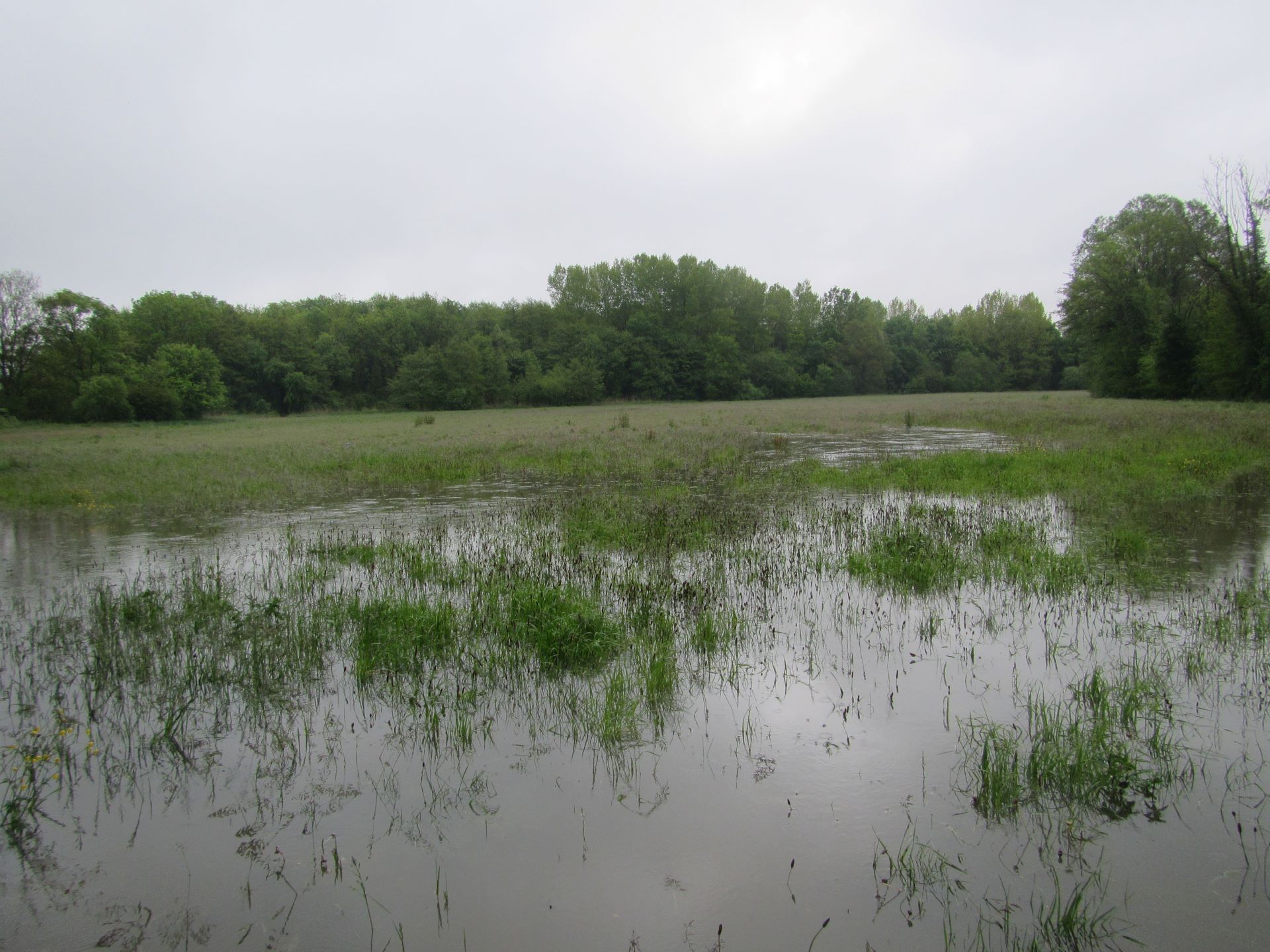 Prairies riveraines de la Veyle sur le secteur de Chamabard à Buellas (29/04/2024)