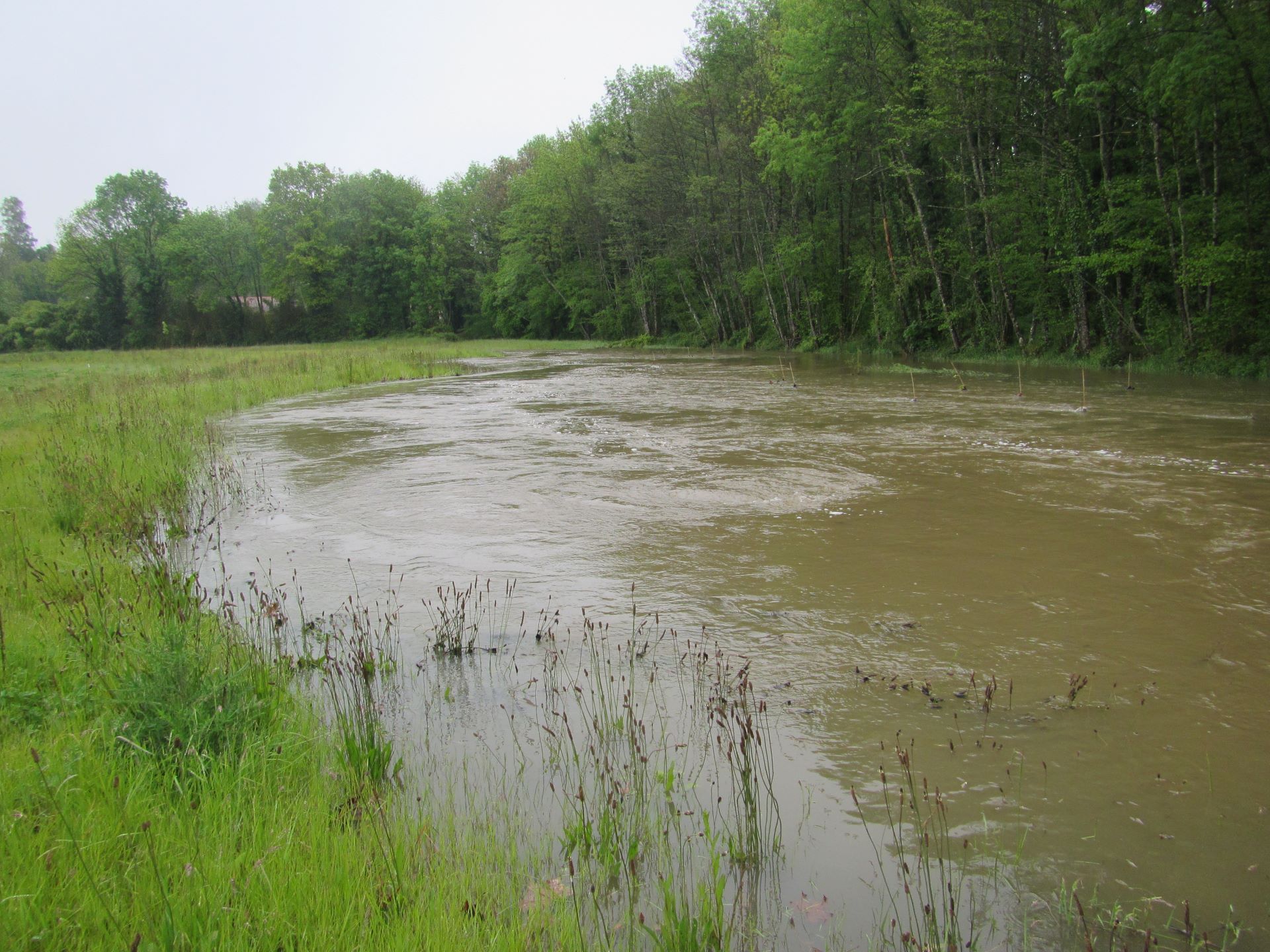 Hautes eaux sur le secteur renaturé de la Veyle à La frétaz, commune de Servas (29/04/2024)