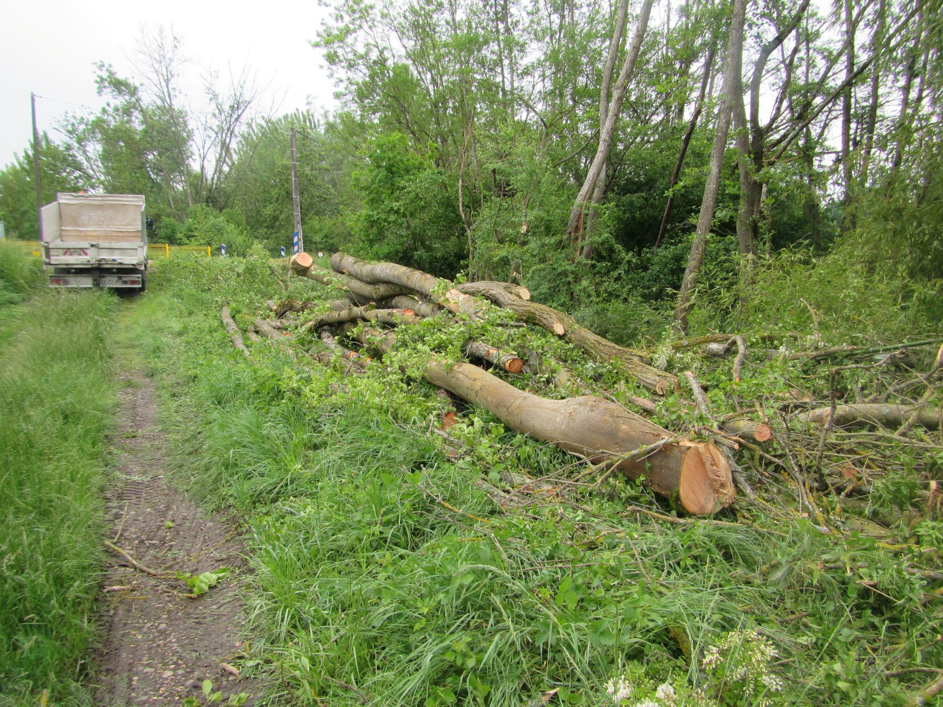 Entretien de parcelle boisée à Bassol, Mézériat